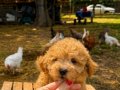 MALTİPO ÜST DÜZEY OĞLUMUZ