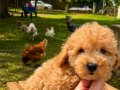 MALTİPO ÜST DÜZEY OĞLUMUZ