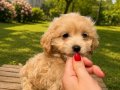 SÜTLÜ KAHVELİ MALTİPO DİŞİ