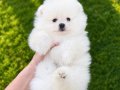KUSURSUZ KARBEYAZ POMERANİAN BOO