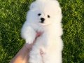 KUSURSUZ KARBEYAZ POMERANİAN BOO