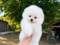 KARTOPU GİBİ POMERANİAN BOO