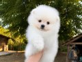 KARTOPU GİBİ POMERANİAN BOO