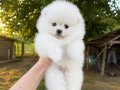 KARTOPU GİBİ POMERANİAN BOO
