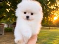 KARTOPU GİBİ POMERANİAN BOO