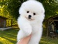 KARTOPU GİBİ POMERANİAN BOO