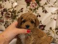 MALTİPO POODLE AYARINDA MİNİ BOY KIZIMIZ