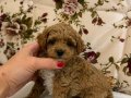 MALTİPO POODLE AYARINDA MİNİ BOY KIZIMIZ