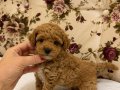 MALTİPO POODLE AYARINDA MİNİ BOY KIZIMIZ