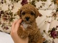 MALTİPO POODLE AYARINDA MİNİ BOY KIZIMIZ