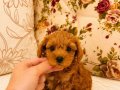 MİCRO TEACUP RED MALTİPO KIZIMIZ
