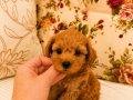 MİCRO TEACUP RED MALTİPO KIZIMIZ