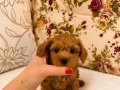 MİCRO TEACUP RED MALTİPO KIZIMIZ