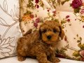 MİCRO TEACUP RED MALTİPO KIZIMIZ