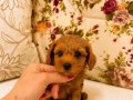 MİCRO TEACUP RED MALTİPO KIZIMIZ