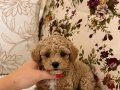 MİNİ BOY MALTİPO