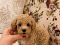 MİNİ BOY MALTİPO