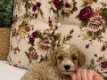 MİCRO TEACUP MALTİPO OĞLUMUZ