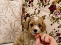 MİCRO TEACUP MALTİPO OĞLUMUZ