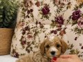 MİCRO TEACUP MALTİPO OĞLUMUZ