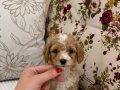 MİCRO TEACUP MALTİPO OĞLUMUZ