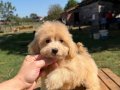 SÜTLÜ KAHVELİ MALTİPO KIZIMIZ