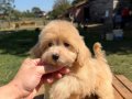 SÜTLÜ KAHVELİ MALTİPO KIZIMIZ