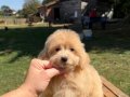 SÜTLÜ KAHVELİ MALTİPO KIZIMIZ