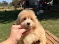 SÜTLÜ KAHVELİ MALTİPO KIZIMIZ