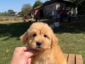 EN KALİTELİ MALTİPO YAVRULAR