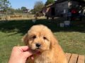 EN KALİTELİ MALTİPO YAVRULAR