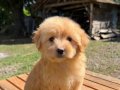 MALTİPOO 