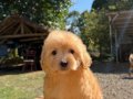 MALTİPOO 