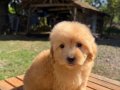MALTİPOO 