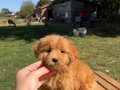 RED MALTİPO KIZIMIZ 