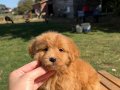 RED MALTİPO KIZIMIZ 