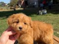 RED MALTİPO KIZIMIZ 