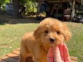 RED MALTİPO KIZIMIZ 