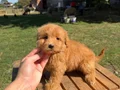 RED MALTİPO KIZIMIZ 
