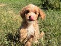 ÜST DÜZEY MALTİPO OĞLUMUZ