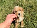 ÜST DÜZEY MALTİPO OĞLUMUZ