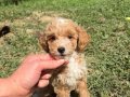 ÜST DÜZEY MALTİPO OĞLUMUZ