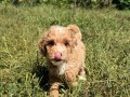 ÜST DÜZEY MALTİPO OĞLUMUZ