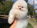 ÜST DÜZEY SHOW KALİTE ERKEK POMERANİAN BOO