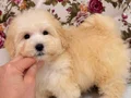 MALTİPO BİBLO PUF PUF ERKEK YAVRUMUZ
