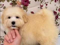 MALTİPO BİBLO PUF PUF ERKEK YAVRUMUZ
