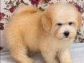MALTİPO BİBLO PUF PUF ERKEK YAVRUMUZ