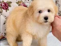 MALTİPO BİBLO PUF PUF ERKEK YAVRUMUZ