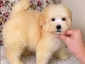 MALTİPO BİBLO PUF PUF ERKEK YAVRUMUZ