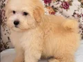 MALTİPO BİBLO PUF PUF ERKEK YAVRUMUZ